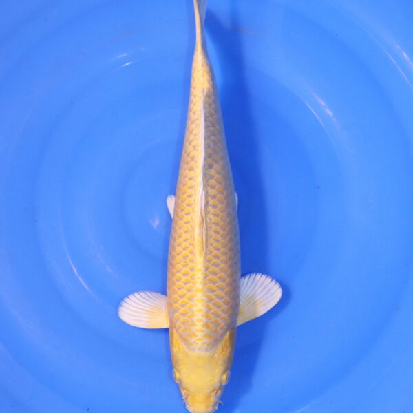Carpe koi Yamabuki Ogon – Yamabuki Ogon 36cm (4906)