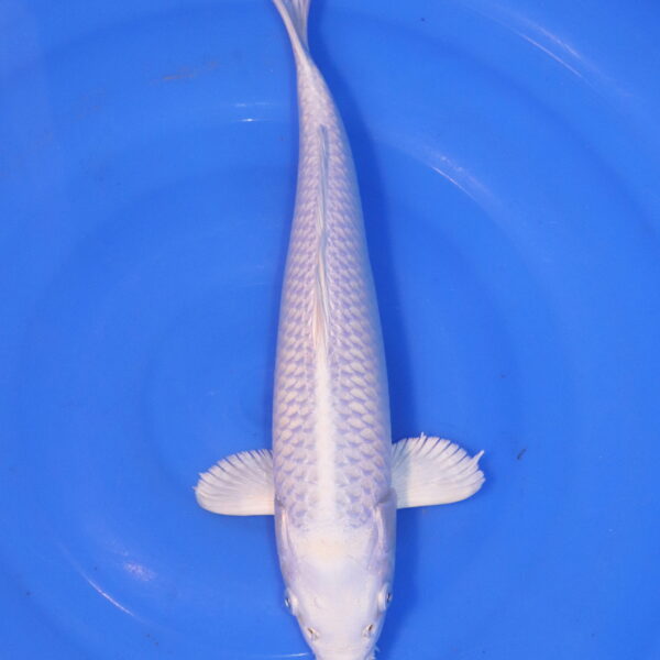 Carpe koi Platinum Ogon – Platinum Ogon 34cm (4912)
