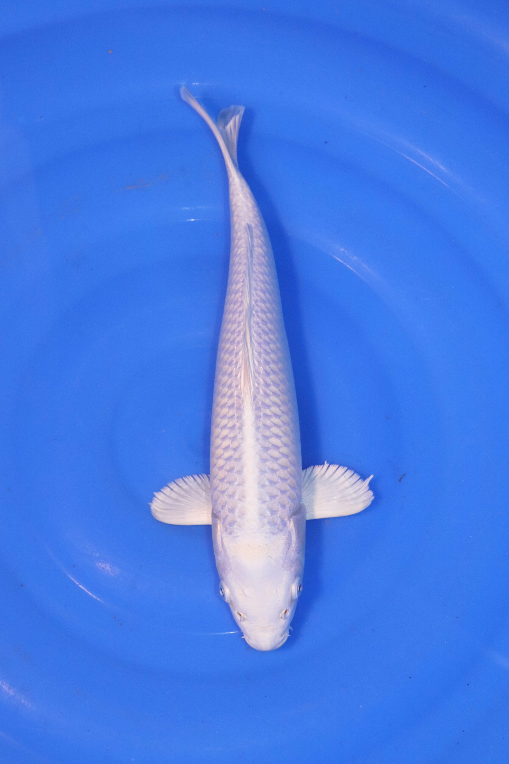 carpe koi japonaise platinum ogon 4912