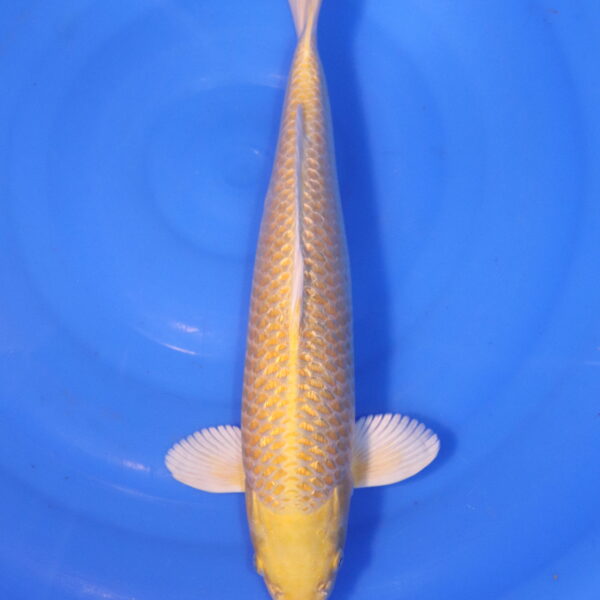 Carpe koi Yamabuki Ogon – Yamabuki Ogon Ginrin 39cm (4917)