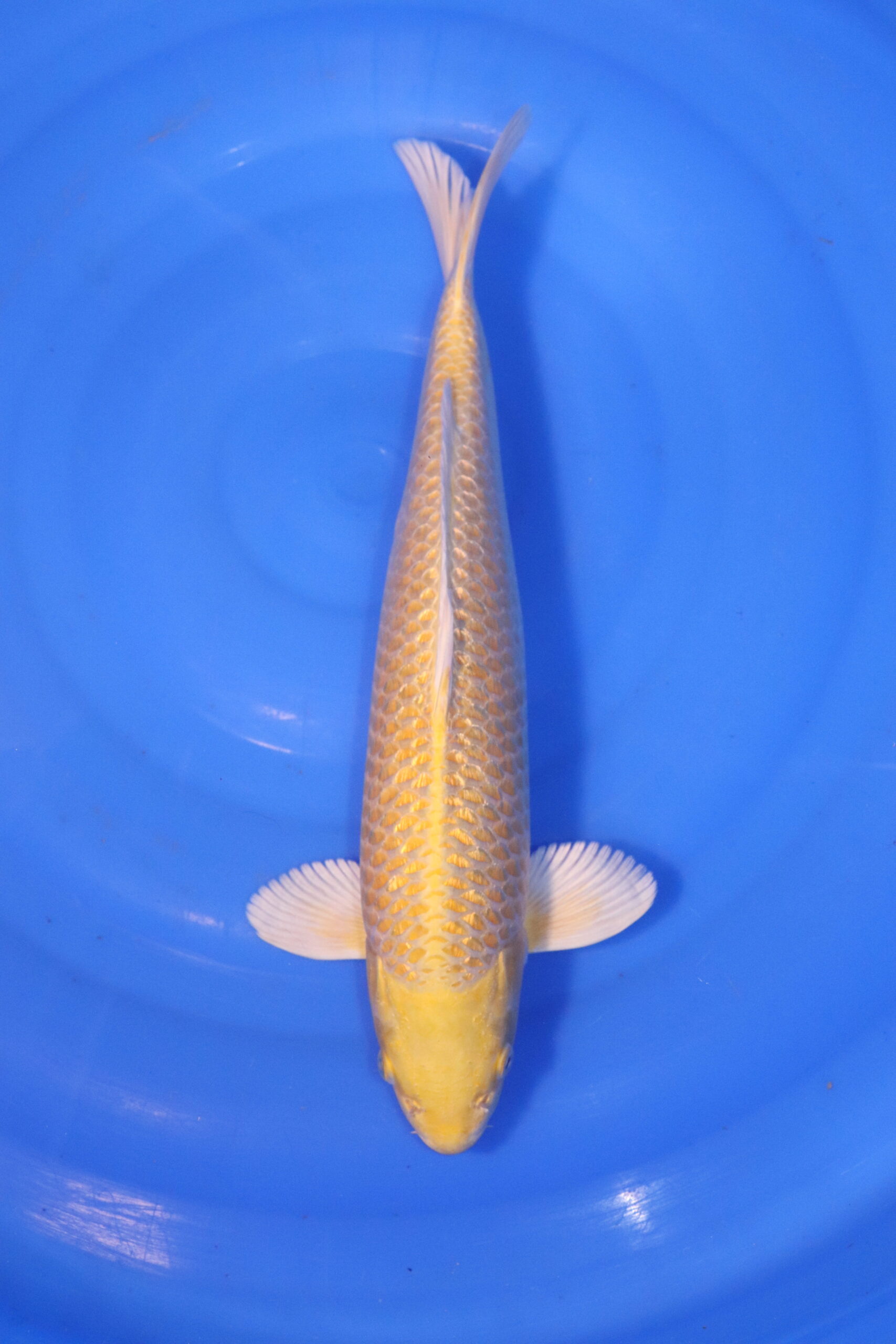 carpe koi japonaise Yamabuki ogon (4917)