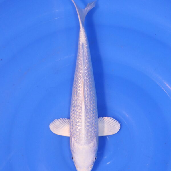 Carpe koi Platinum Ogon – Platinum Ogon Ginrin 29cm (4920)