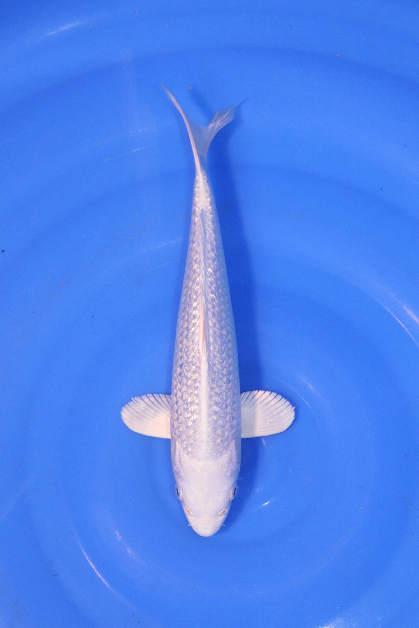 carpe koi japonaise platinum ogon 4920