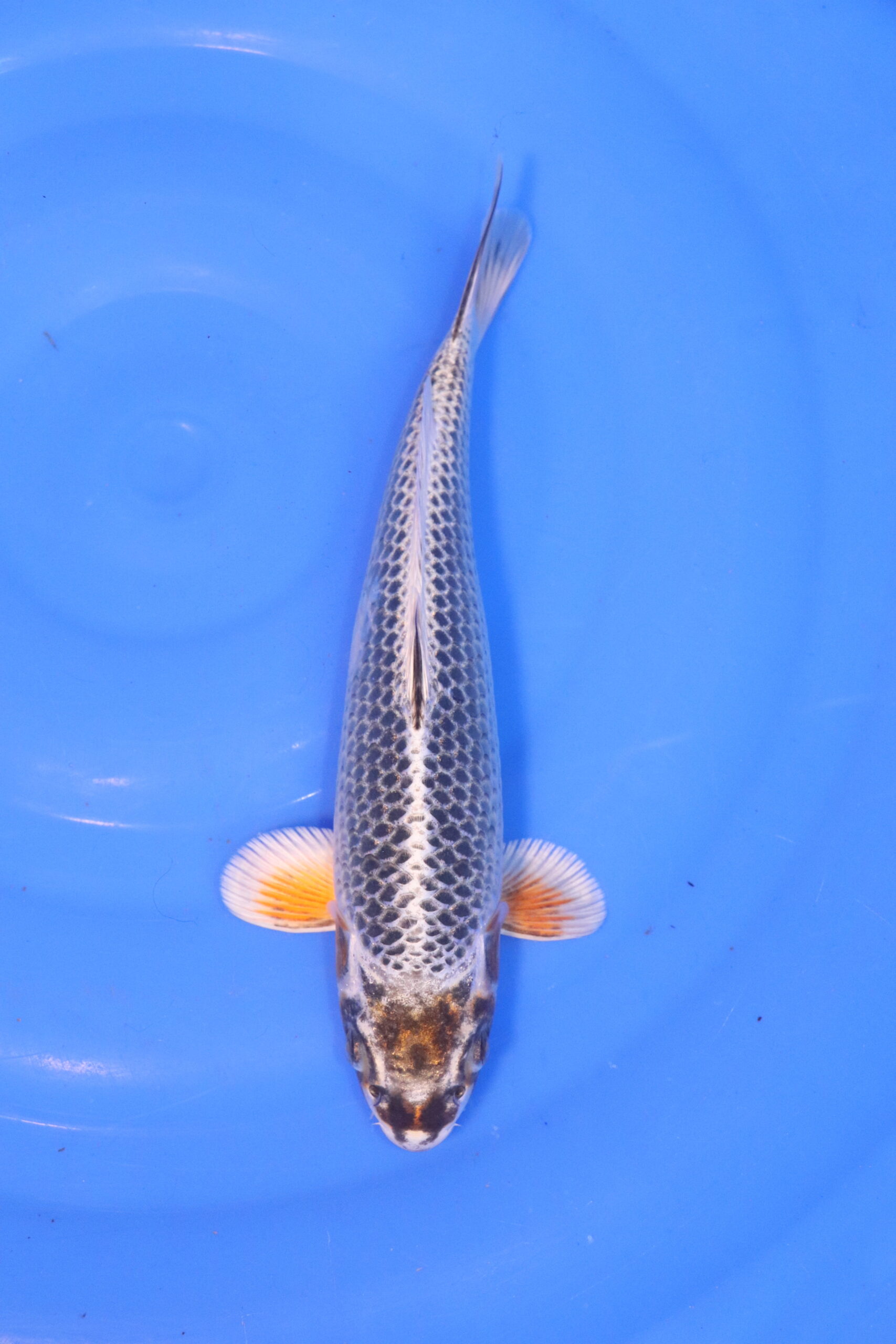 carpe koi japonaise gin matsuba 4921