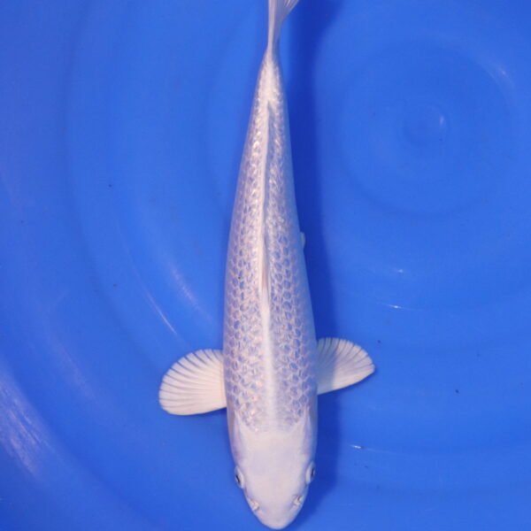 Carpe koi Platinum Ogon – Platinum ogon 35cm (4925)