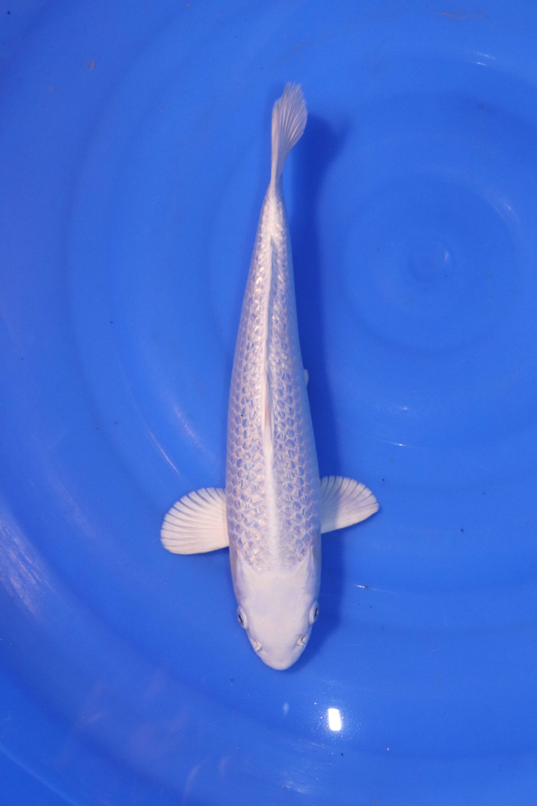 carpe koi japonaise platinum ogon 4925