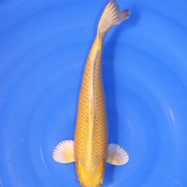 Carpe koi Yamabuki Ogon – Yamabuki Ogon 36cm (4927)