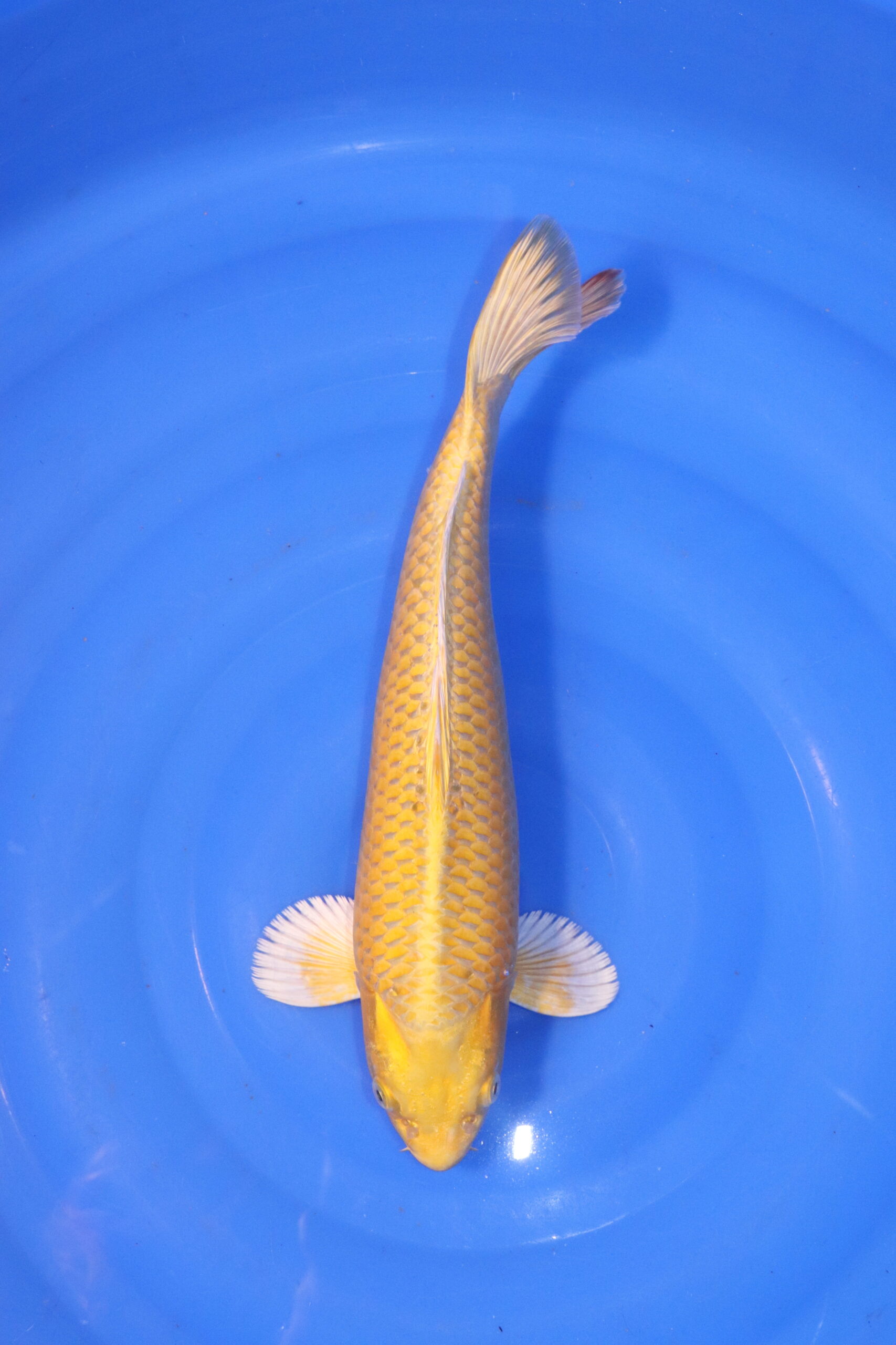 carpe koi japonaise yamabuki ogon 4927
