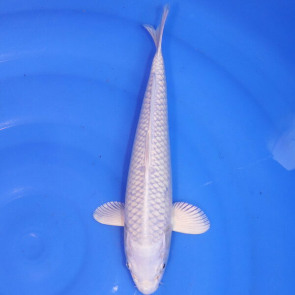 Carpe koi Platinum Ogon – Platinum Ogon 30cm (4934)
