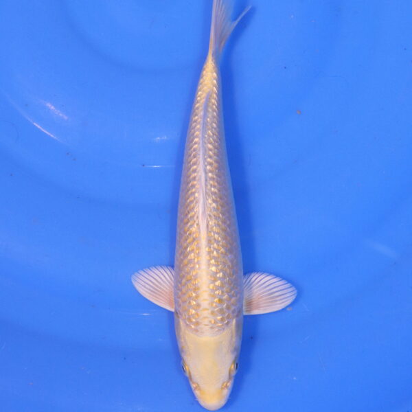 Carpe koi Yamabuki Ogon – Yamabuki Ogon 25cm (4936)