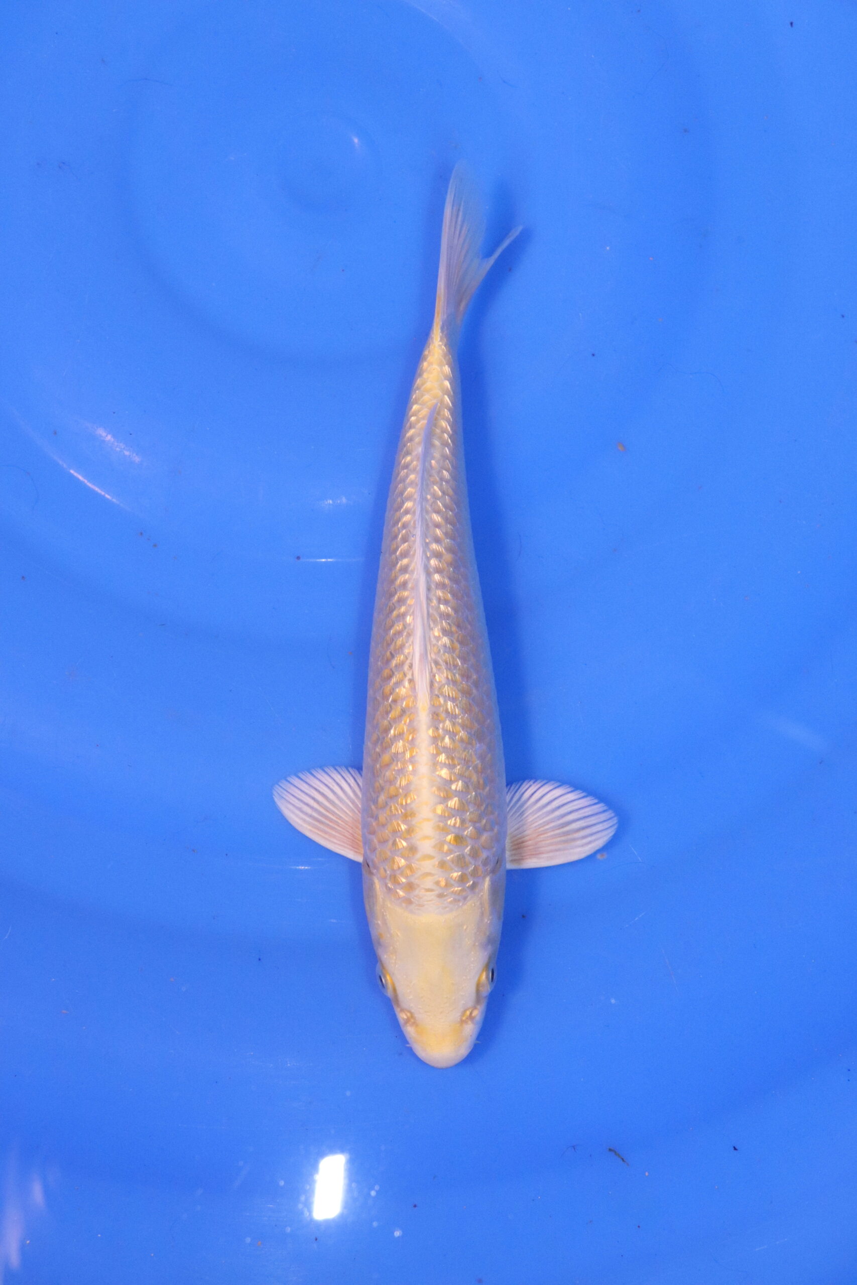 Carpe koi japonaise yamabuki ogon 4936