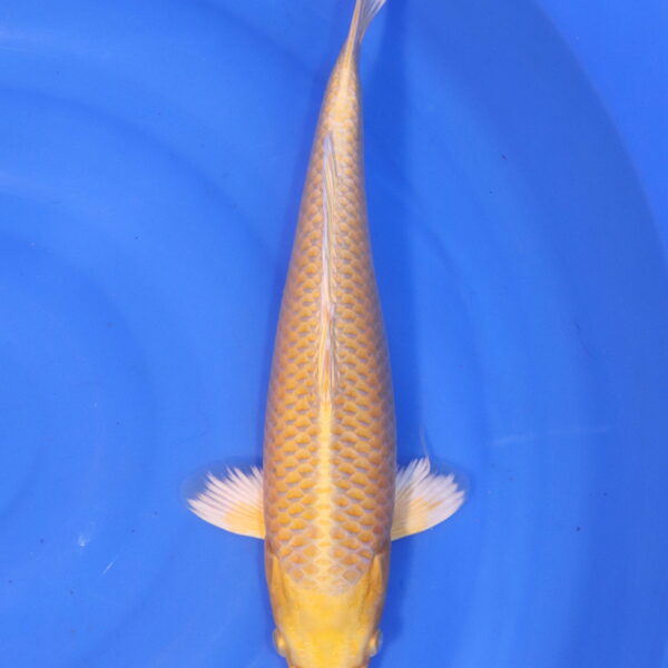Carpe koi Yamabuki Ogon – Yamabuki ogon 39cm (4939)