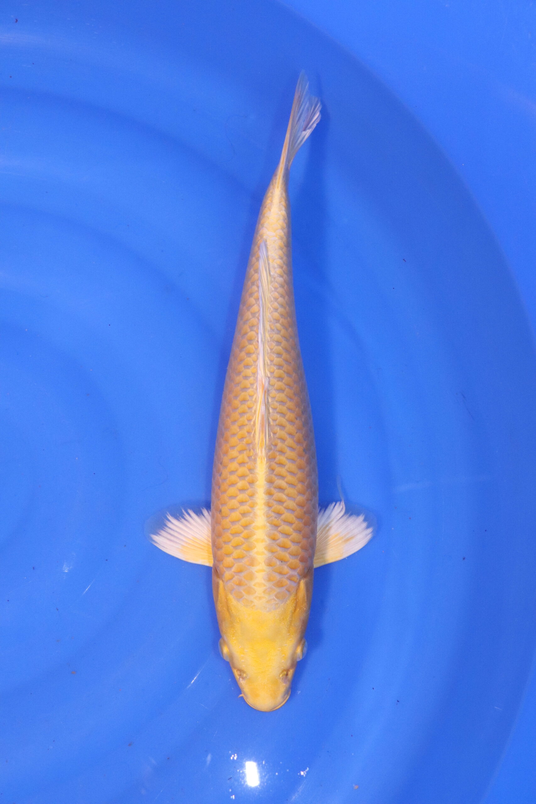 carpe koi japonaise yamabuki ogon 4939