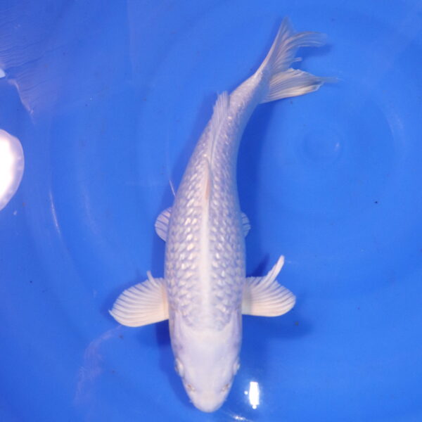 Carpe koi Platinum Ogon – Platinum Ogon 30cm (4945)