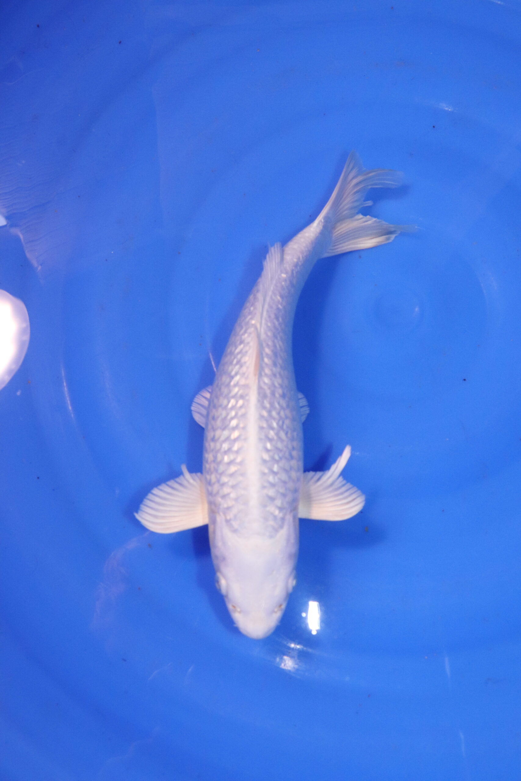 carpe koi japonaise platinum ogon 4945