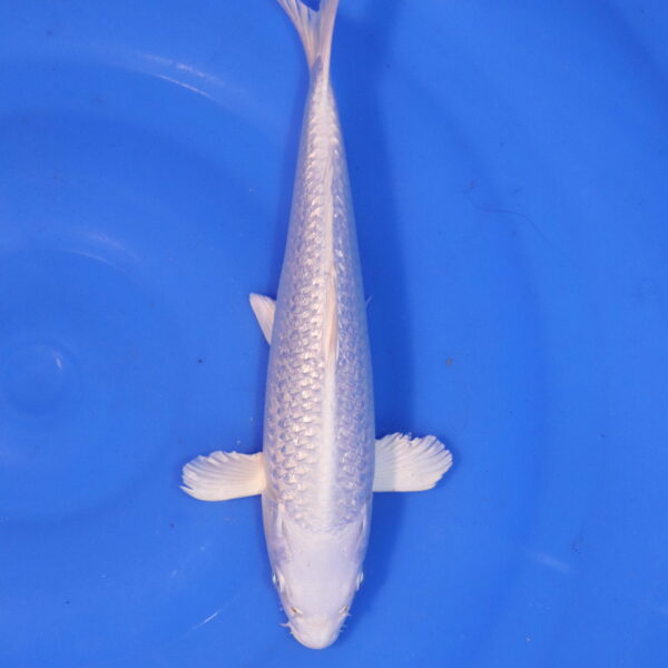 Carpe koi Platinum Ogon – Platinum Ogon 26cm (4948)
