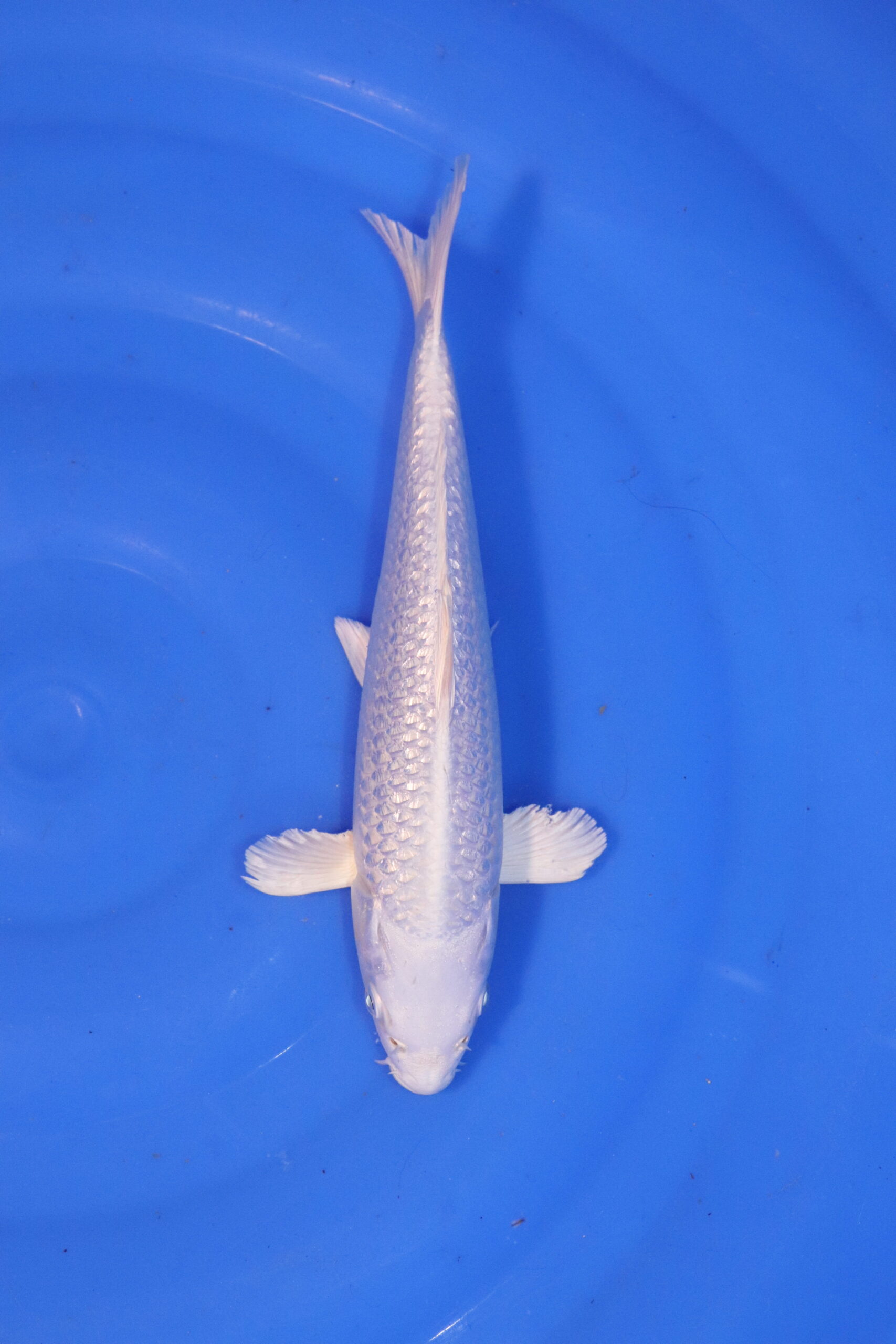 carpe koi japonaise platinum ogon 4948