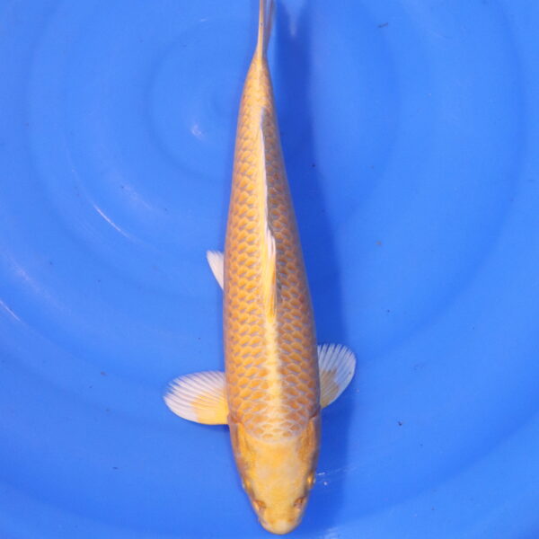 Carpe koi Yamabuki Ogon – Yamabuki Ogon 36cm (4951)