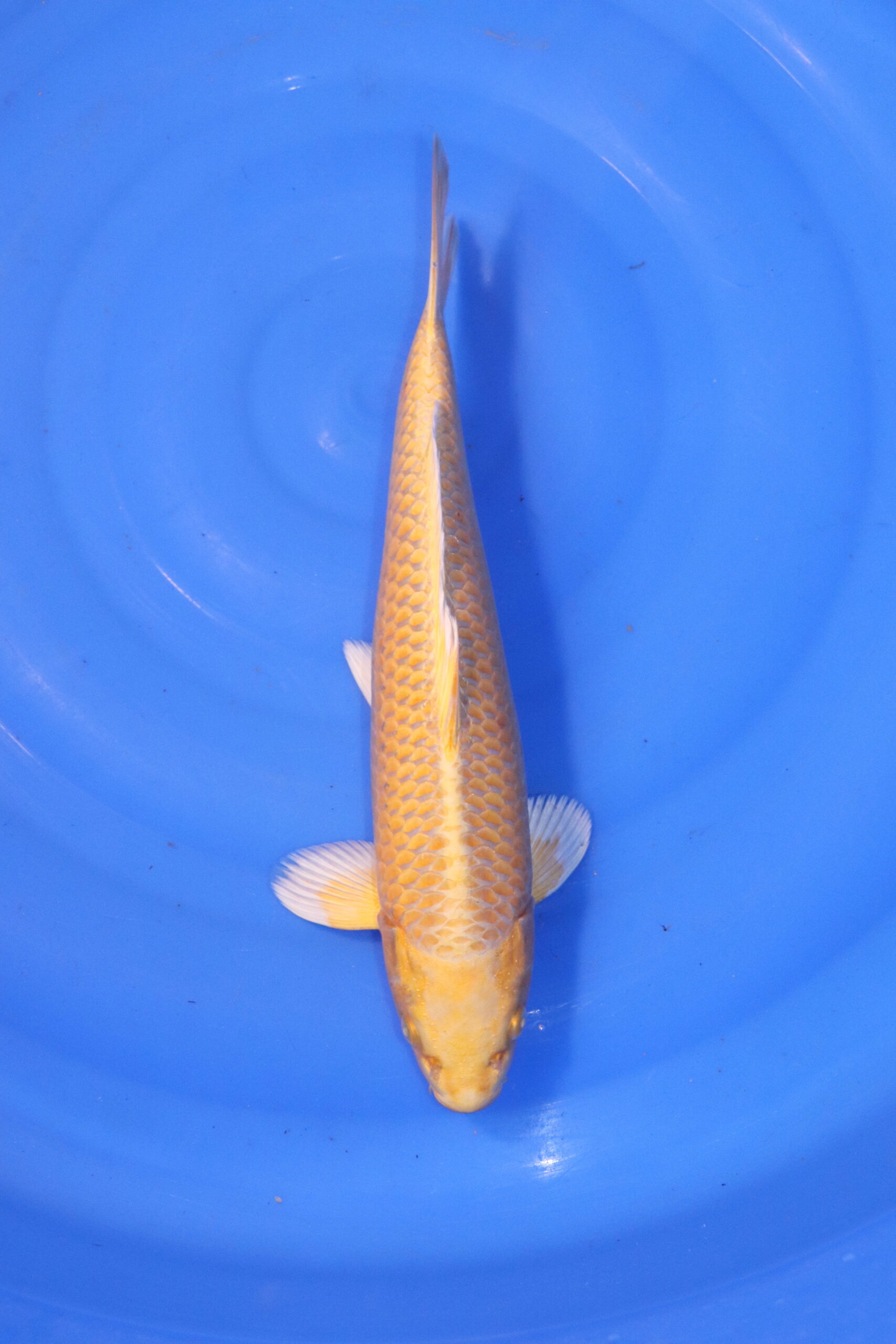 carpe koi japonaise yamabuki ogon 4951