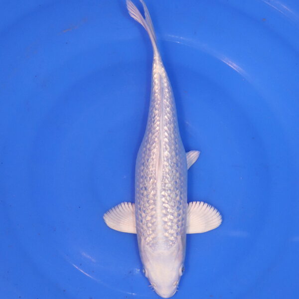 Carpe koi Platinum Ogon – Platinum Ogon Ginrin 27cm (4953)