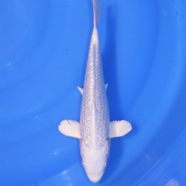 Carpe koi Platinum Ogon – Platinum Ogon Ginrin 27cm (4955)