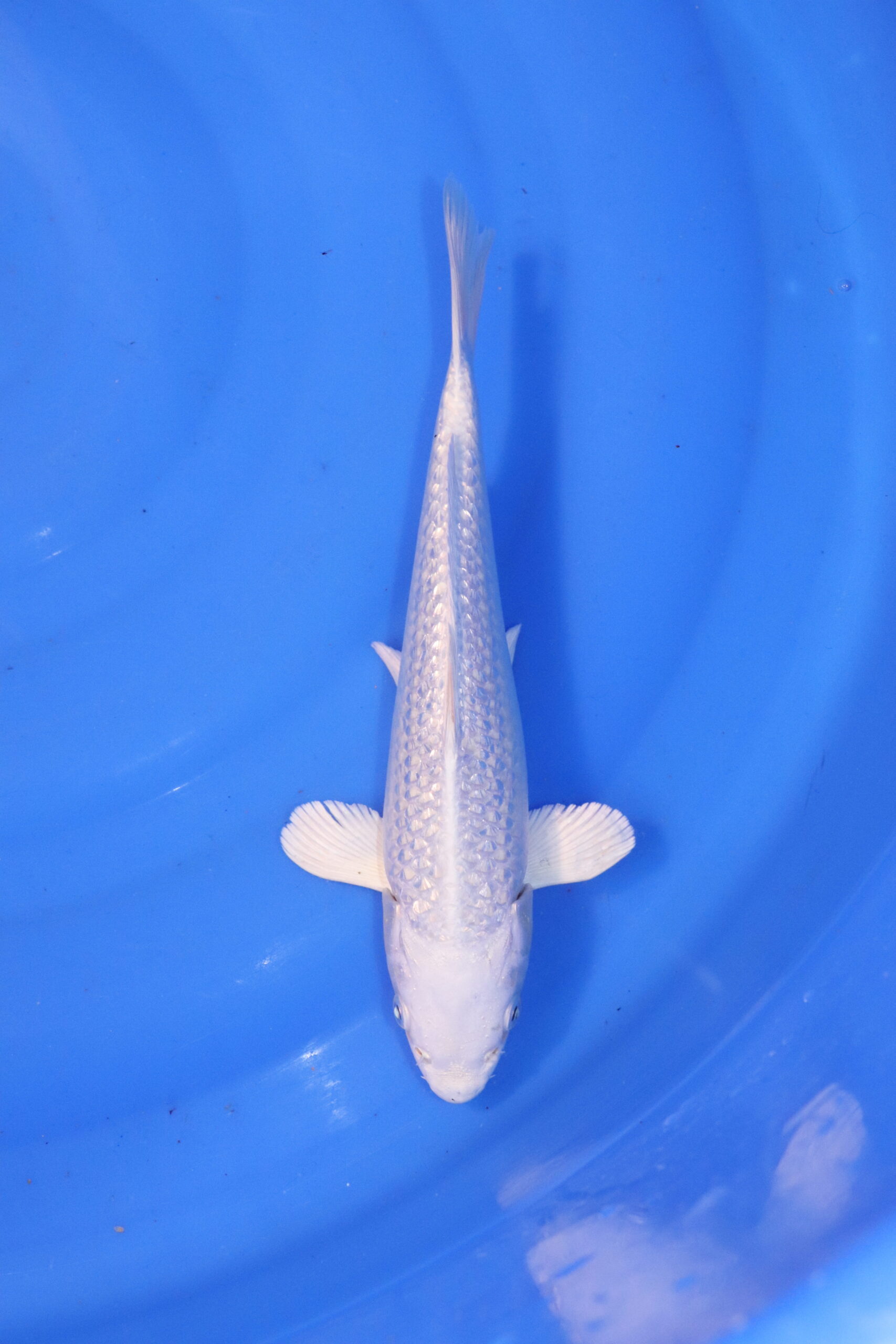 carpe koi japonaise platinum 4955