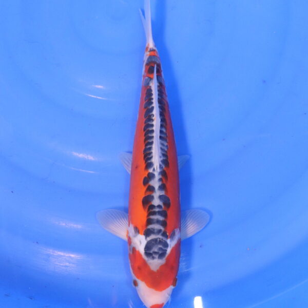 Carpe koi Shusui – Hi Shusui 34cm (4960)