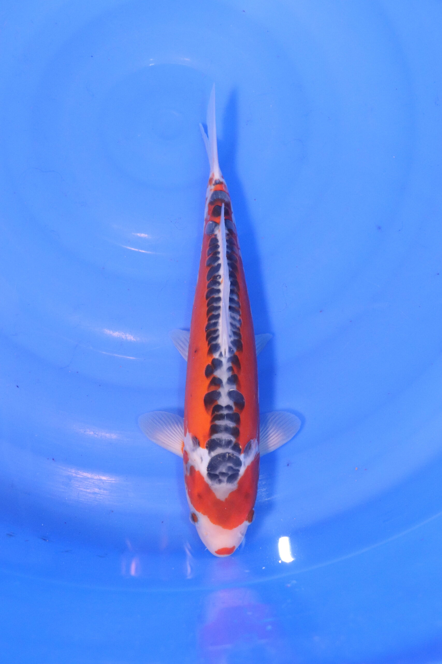 Carpe koi japonaise hu shusui 4960