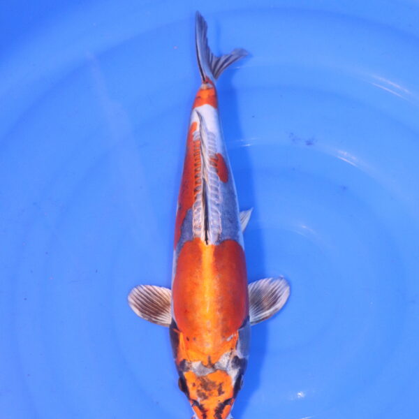 Carpe koi Beni Kikokuryu – Beni Kikokuryu 36cm (4963)