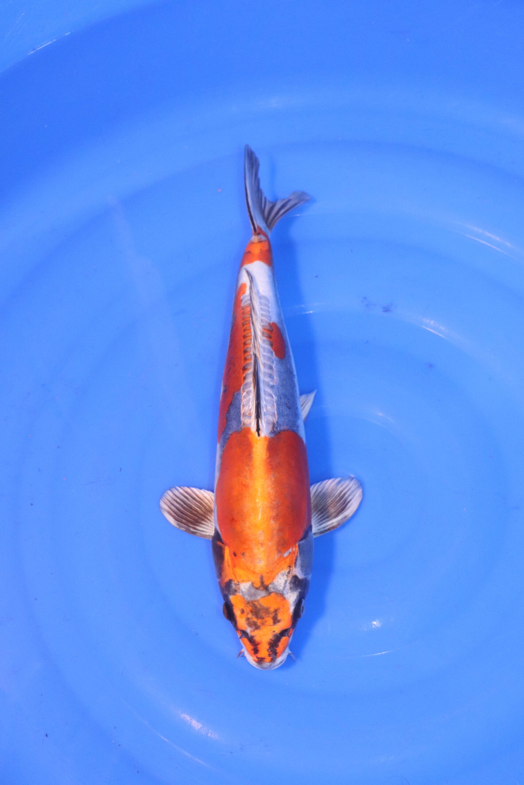 Carpe koi japonaise Beni kikokuryu 4963