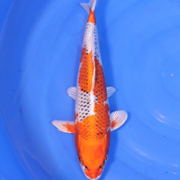 Carpe koi Kujaku – Kujaku 39cm (4971)