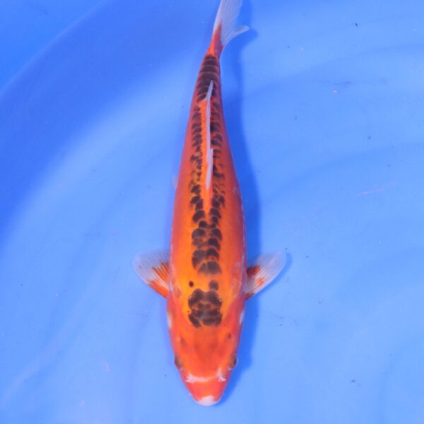 Carpe koi Shusui – Hi Shusui 31cm (4973)