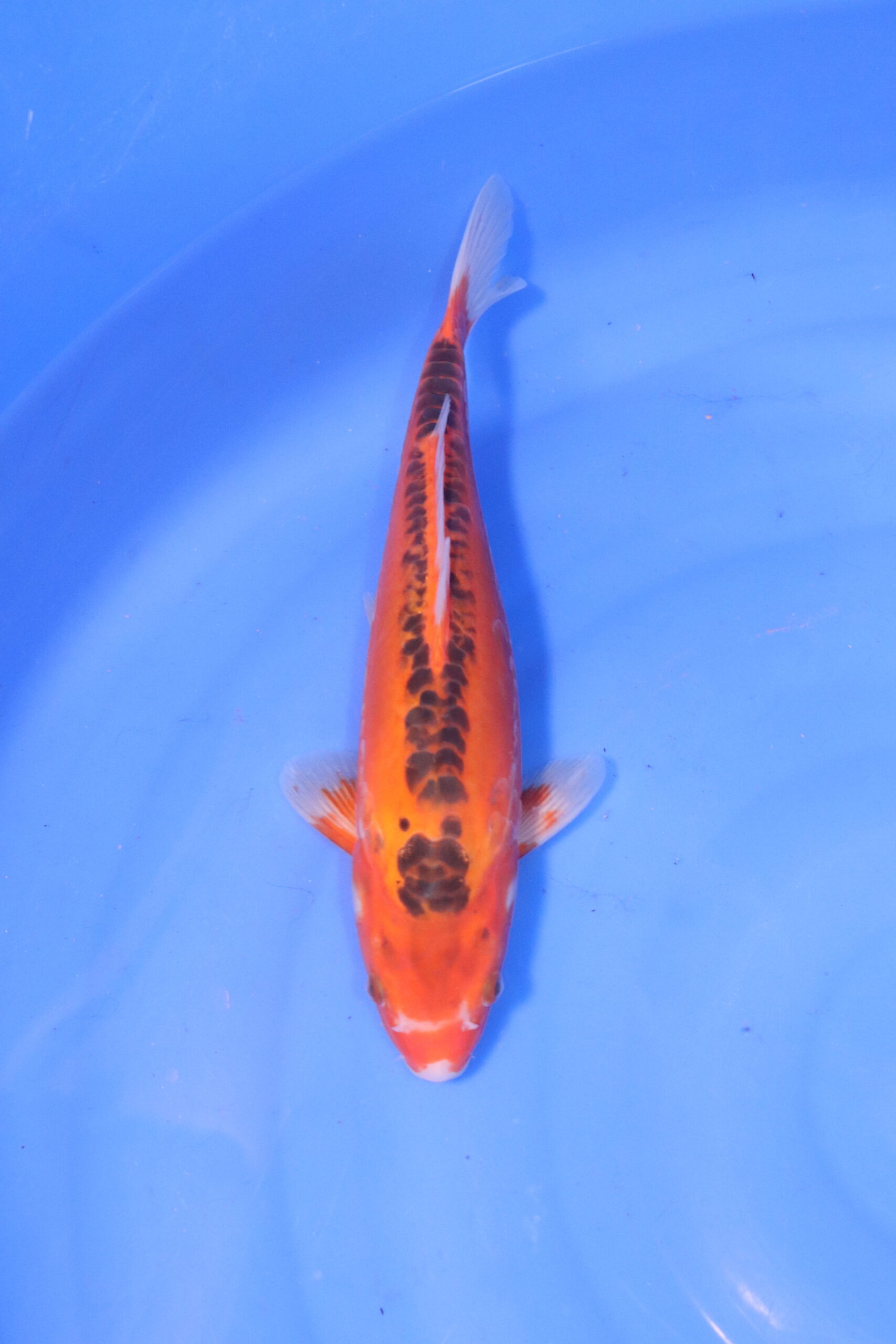 Carpe koi japonaise Hi Shusui 4973