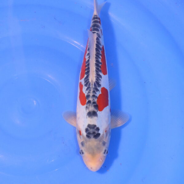 Carpe koi Shusui – Shusui 32cm (4979)