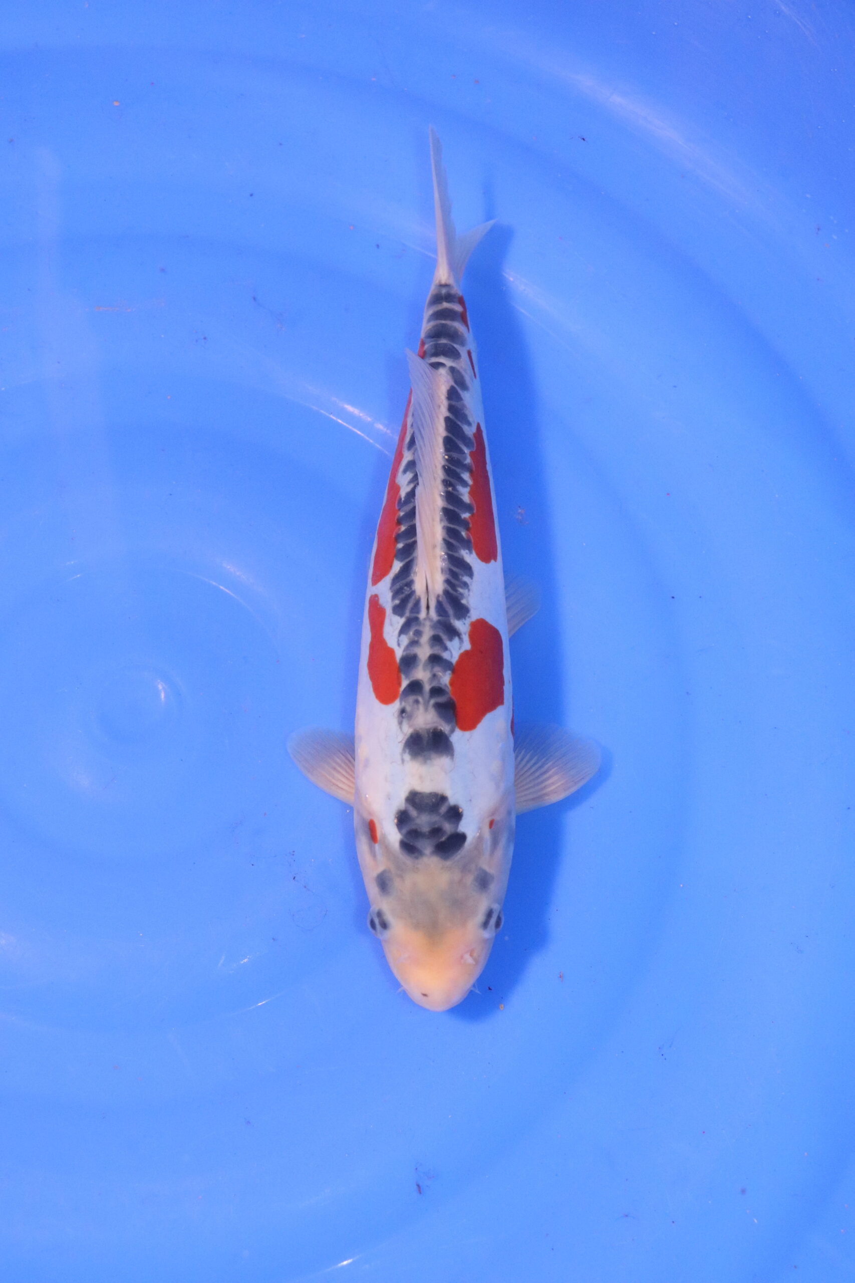 Carpe koi japonaise Shusui 4979