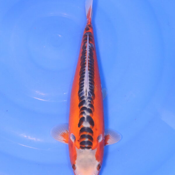 Carpe koi Shusui – Hi Shusui 34cm (4982)