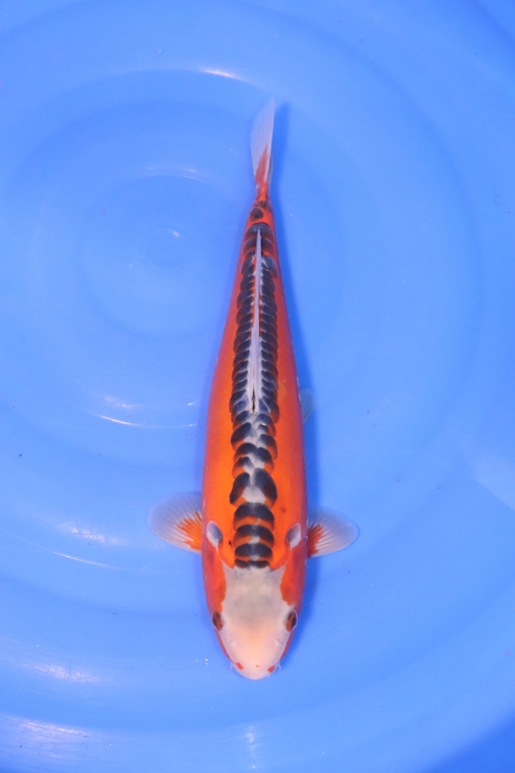 Carpe koi japonaise Hi Shusui 4982