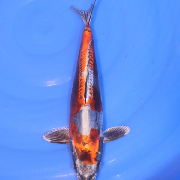 Carpe koi Beni Kikokuryu – Beni Kikokuryu 32cm (4989)