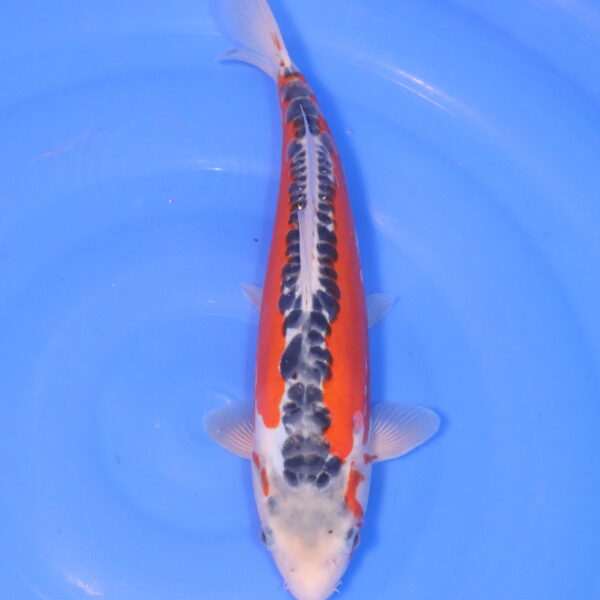 Carpe koi Shusui – Shusui 32cm (4992)
