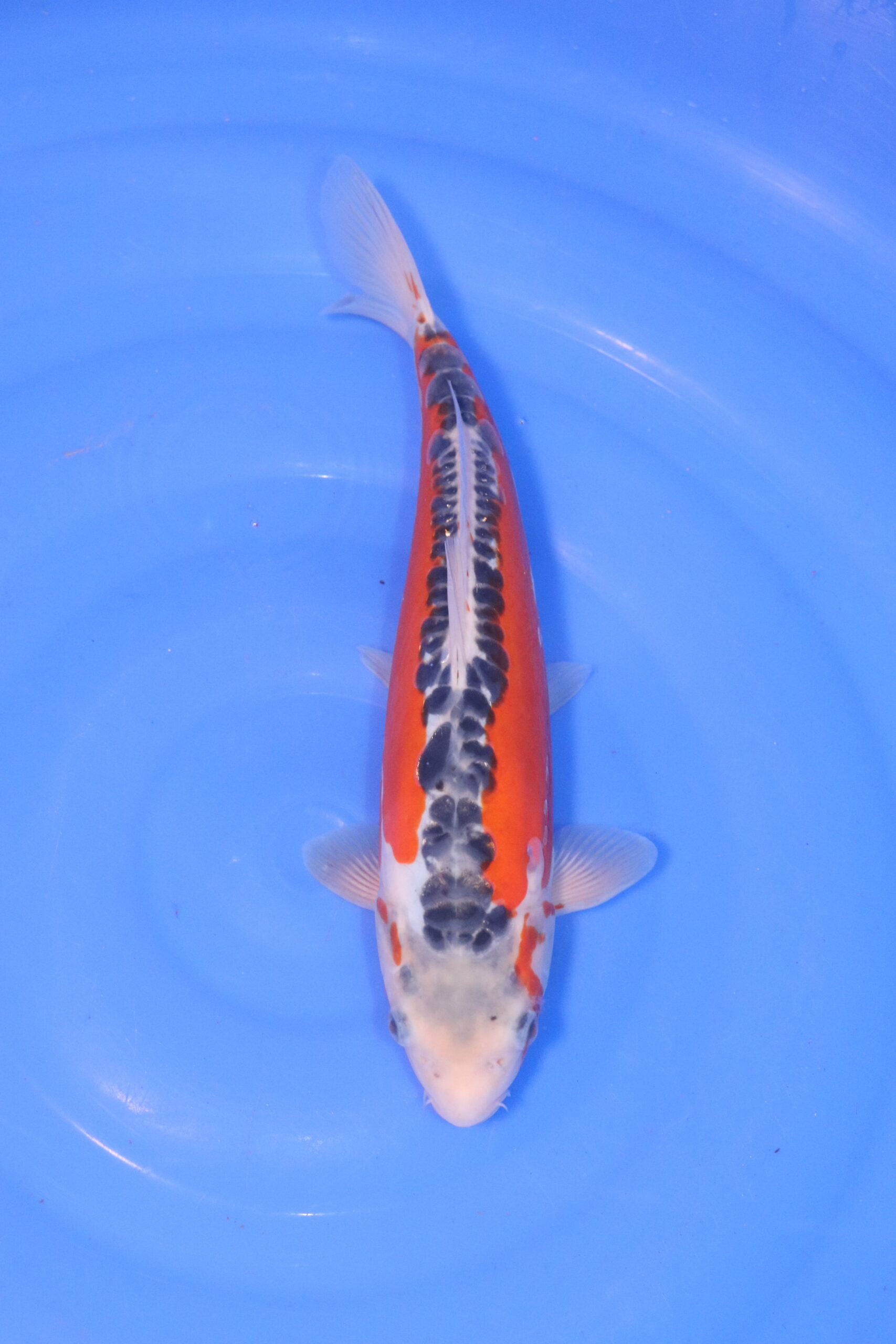 Carpe koi japonaise Shusui 4992