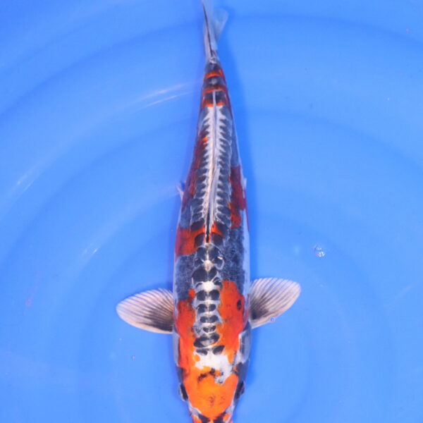 Carpe koi Beni Kikokuryu – Beni Kikokuryu 34cm (4994)