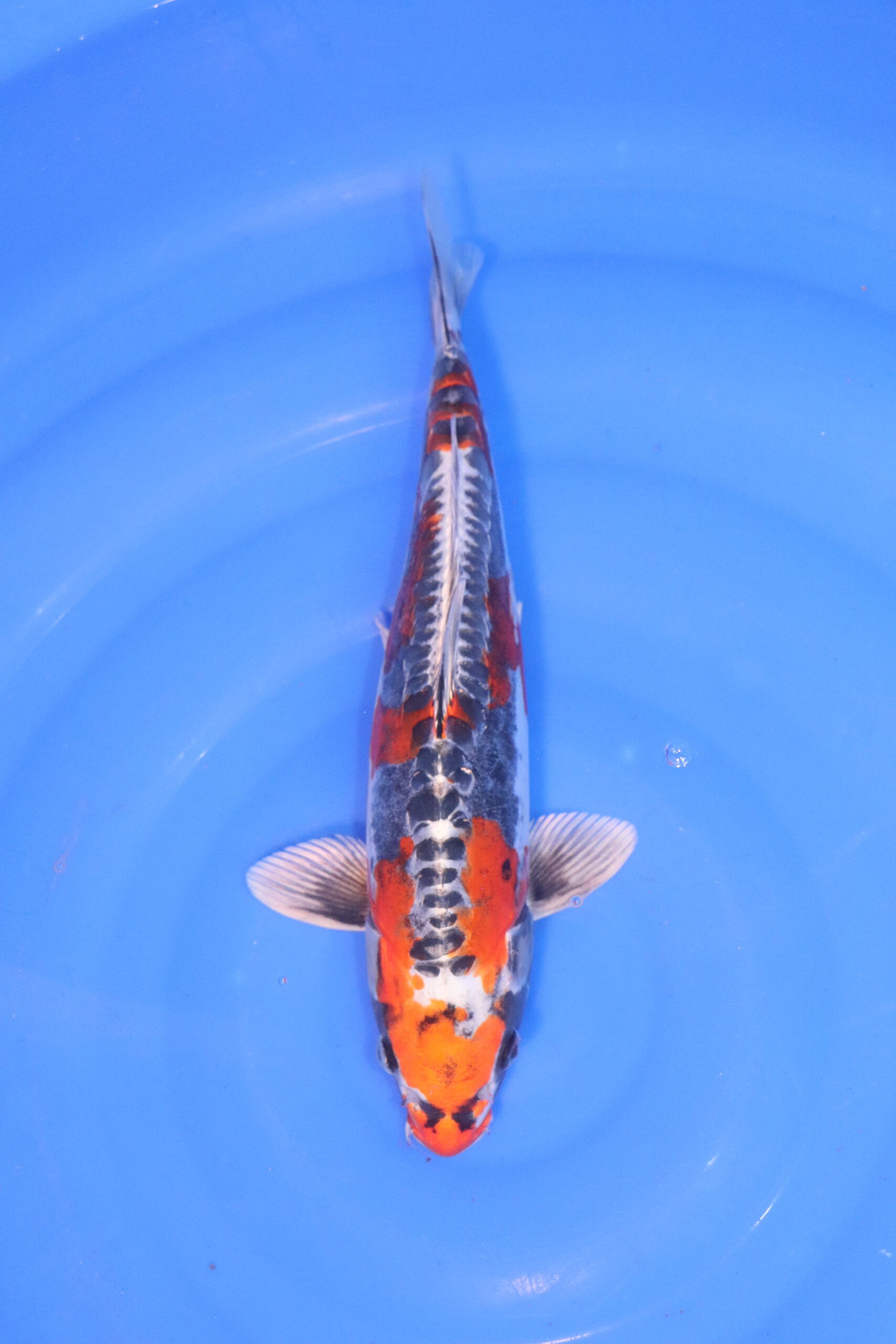 Carpe koi japonaise beni kikokuryu 4994