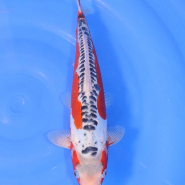 Carpe koi Shusui – Shusui 33cm (4996)