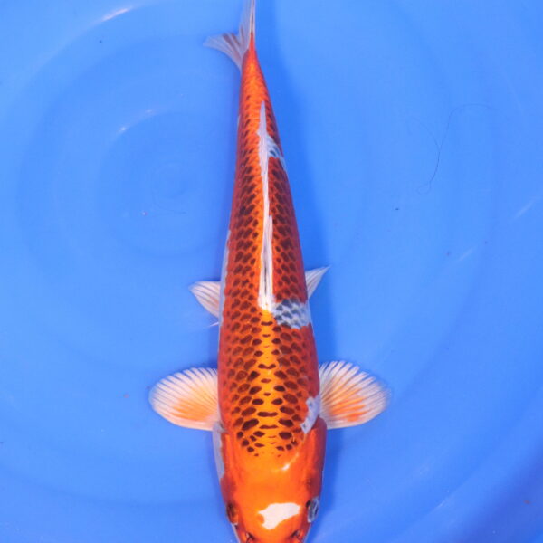 Carpe koi Kujaku – Kujaku 39cm (5006)