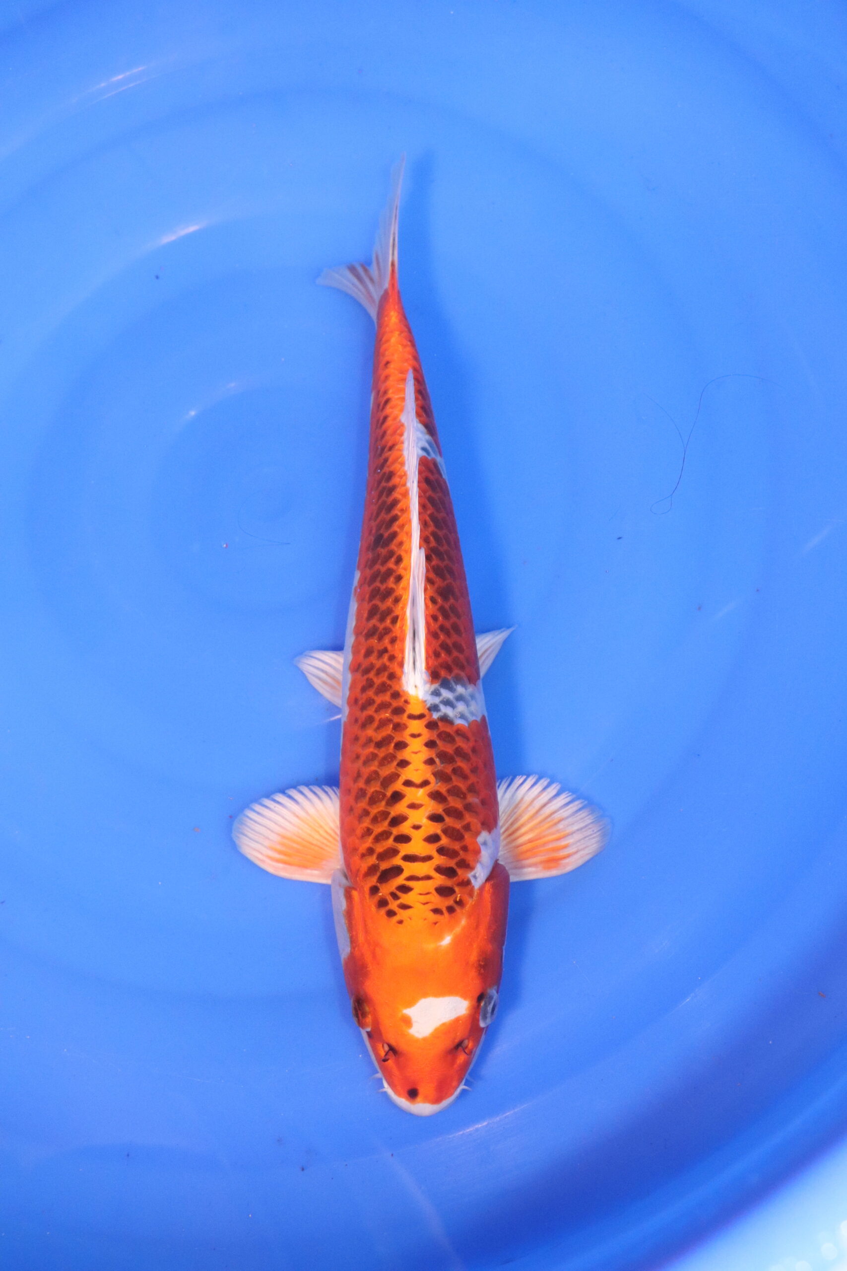 Carpe koi japonaise kujaku (4999)
