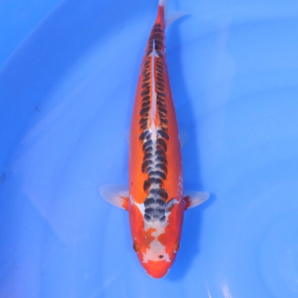 Carpe koi Shusui – Shusui 34cm (5006)