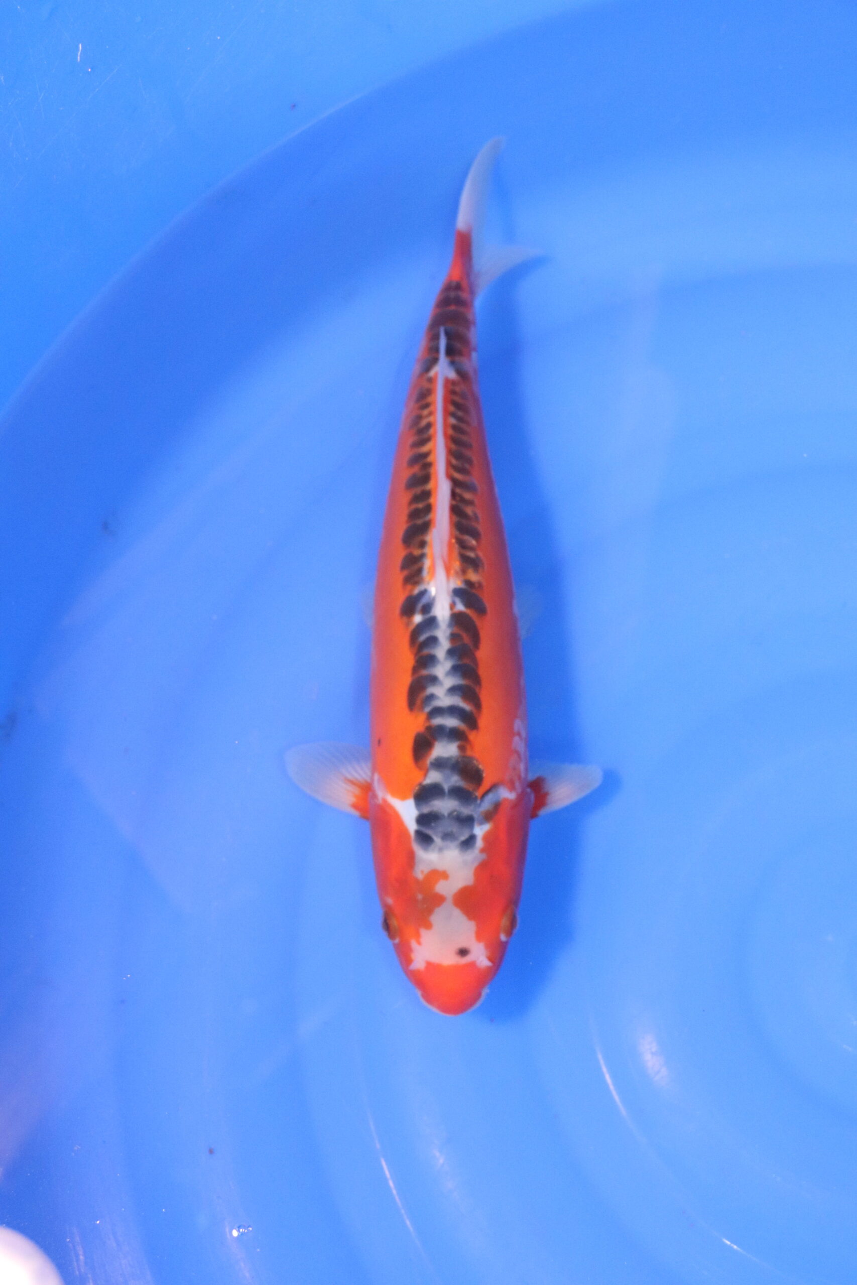 Carpe koi japonaise 5006