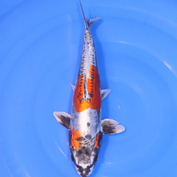 Carpe koi Beni Kikokuryu – Beni Kikokuryu 31cm (5010)