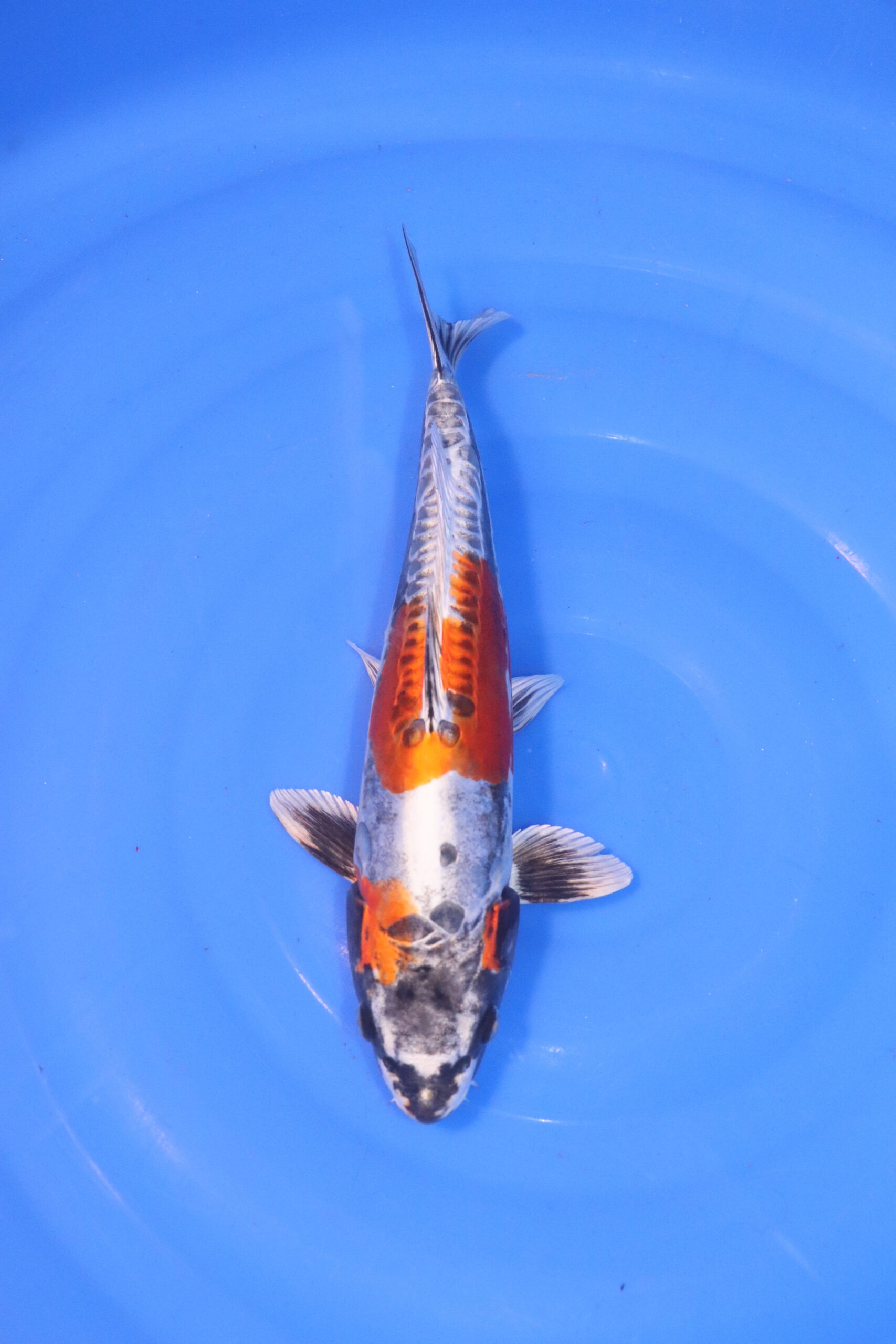 Carpe koi japonaise Beni kikokuryu 5010