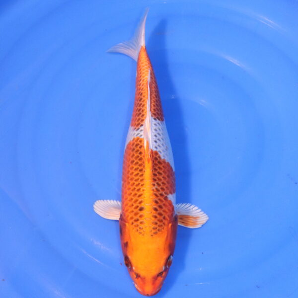 Carpe koi Kujaku – Kujaku 37cm (5016)